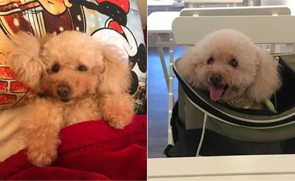 爱犬2度听诊“没肺音“！　照完X光医生憋笑告知：太紧张憋气