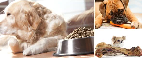 狗狗长寿秘诀之饮食篇:做好这7点,让狗狗轻松活到老