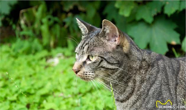 狸花猫和虎斑猫什么区别，是不是傻傻分不清呢，看这几点就懂了