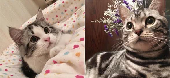 为什么说“美短”是最好养的猫?这6点,你不得不服