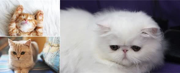 猫咪知识：安哥拉猫的鼻支能很快好吗，安哥拉猫的鼻支能好得快吗