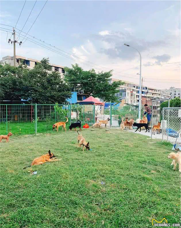 从小跟狗睡，温州训犬师：可以说是狗给了我一切