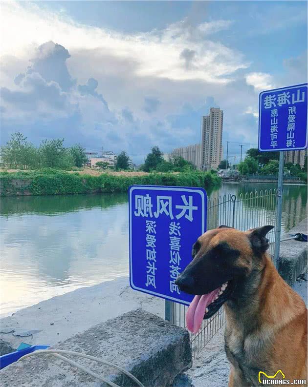 从小跟狗睡，温州训犬师：可以说是狗给了我一切