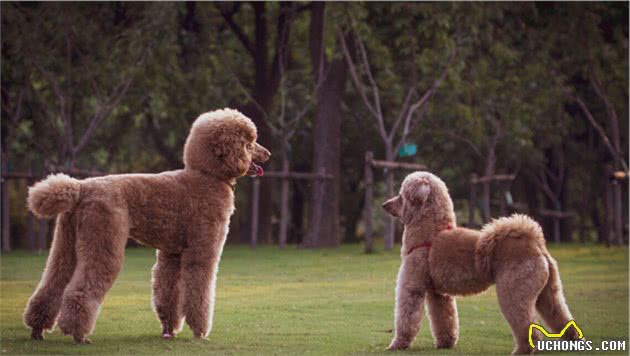 巨型贵宾犬天生叛逆，智商很高却从来不听话，气得主人想丢狗