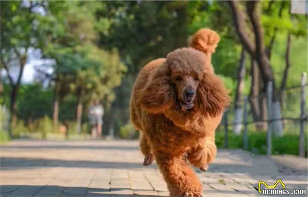 巨型贵宾犬天生叛逆，智商很高却从来不听话，气得主人想丢狗