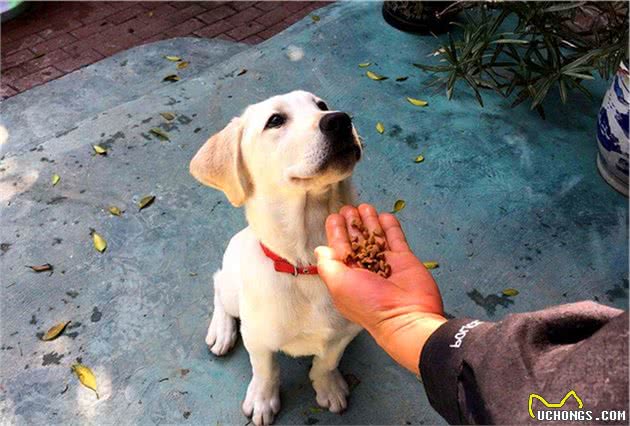 辟谣，狗狗能吃是福？铲屎官需合理控制爱犬饮食，避免暴食危害