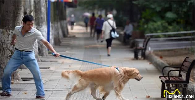 这几种“中国式遛狗”要不得，对狗伤害太大了