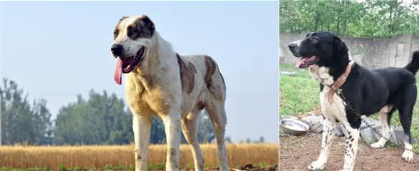 威猛帅气的坎高犬和中亚牧羊犬，在你心中谁是王者