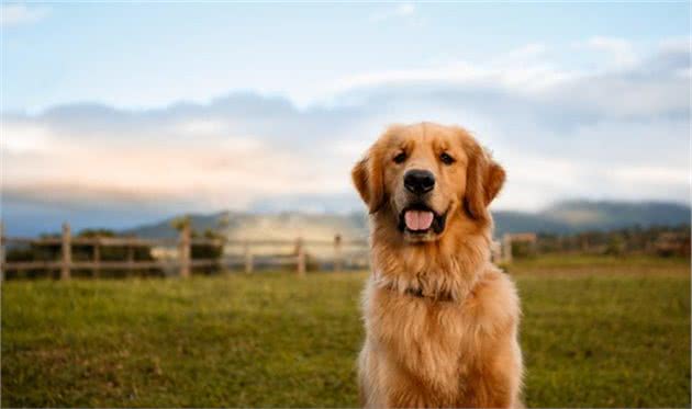 最喜欢的犬种会和您的性格有关