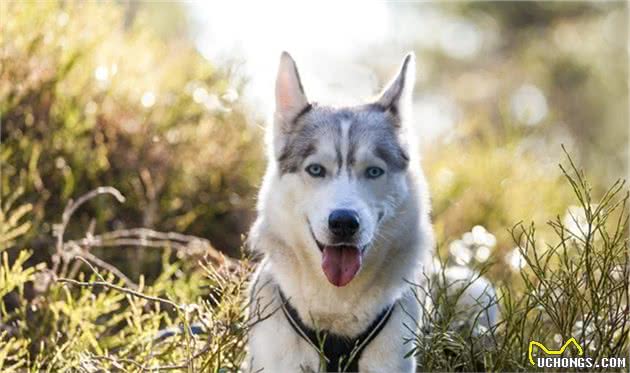 最喜欢的犬种会和您的性格有关