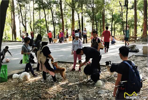 广州带狗爬山聚会，训犬师领队！主人：开始有点做主人的感觉