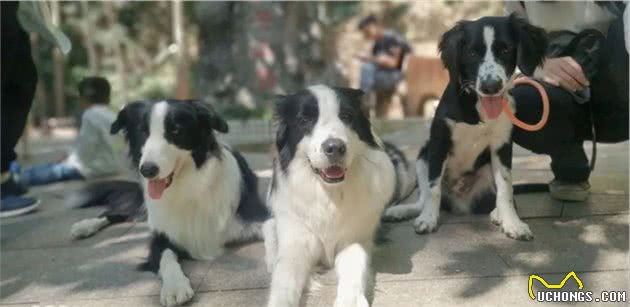 广州带狗爬山聚会，训犬师领队！主人：开始有点做主人的感觉