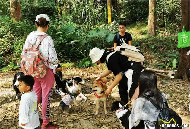 广州带狗爬山聚会，训犬师领队！主人：开始有点做主人的感觉