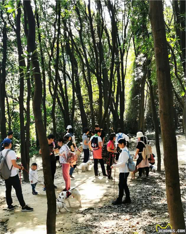 广州带狗爬山聚会，训犬师领队！主人：开始有点做主人的感觉