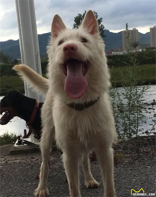 中华田园犬濒临灭绝的犬种“下司猎犬”