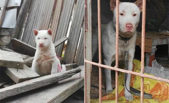 中华田园犬濒临灭绝的犬种“下司猎犬”