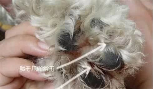 狗狗舔爪子一定有原因，可能是身体疾病的信号，主人不能视而不见