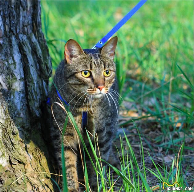 养过“狸花猫”的人都在为它骄傲，是真的很聪明