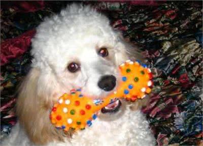 如何判断泰迪犬智商是高还是低？专家：看它有无4个表现即可