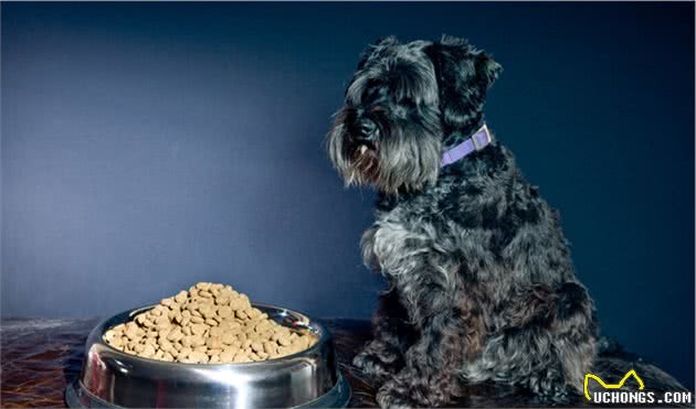 喂食雪纳瑞犬的六大要素，宠主须知