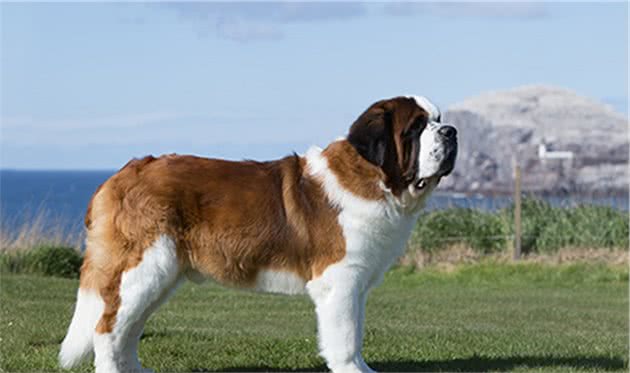 寻根问祖系列（113）：圣伯纳犬（SaintBernard）