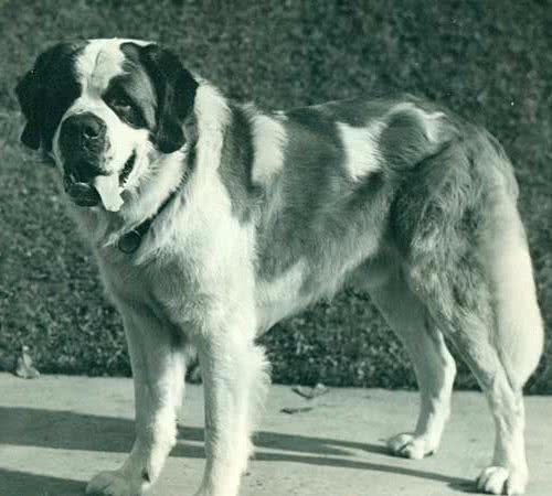 寻根问祖系列（113）：圣伯纳犬（SaintBernard）