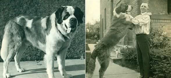 寻根问祖系列（113）：圣伯纳犬（SaintBernard）