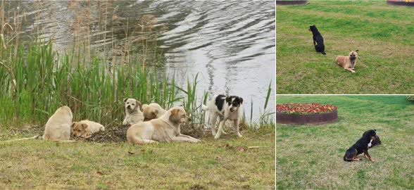 大黄狗啊大黄狗