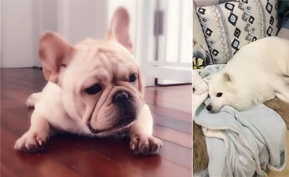 狗狗聪明黏人，也会得抑郁症