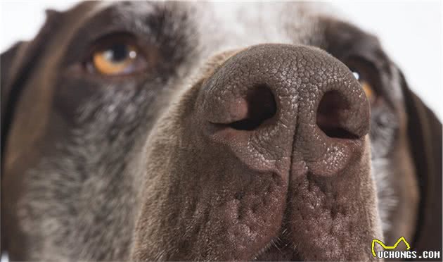 挑幼犬的六个小窍门！帮您挑选健康的狗狗