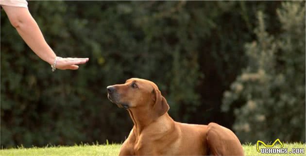 训犬只有一个小时？这是行业规定？还是狗狗最佳训练时间的影响