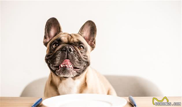 到底应该给狗狗喂食多少？