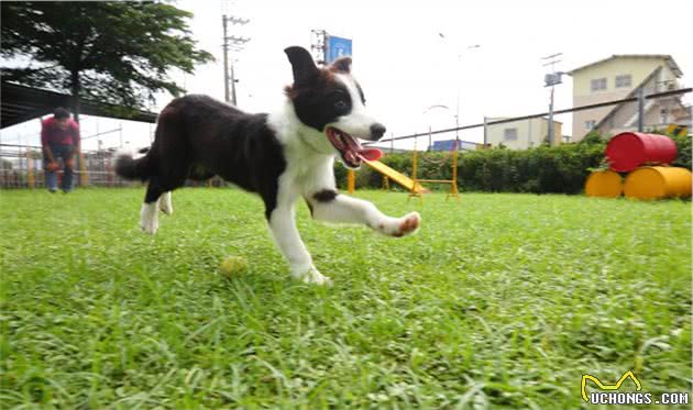 兽医院长语出惊人：不建议狗狗长时间奔跑