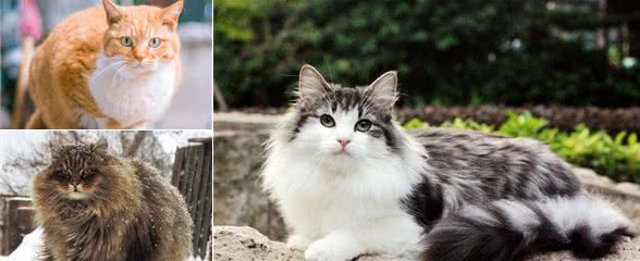 盘点体型最大的7种猫，没有想到它也上榜了