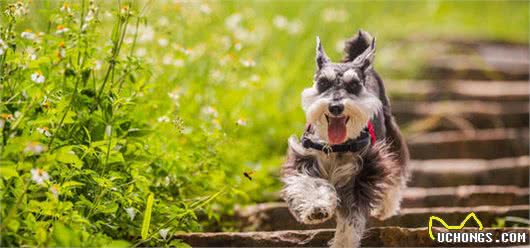 适合公寓饲养的“小型犬”，第一名很常见！有你喜欢的狗狗吗？