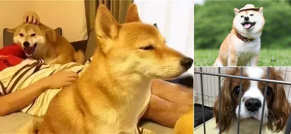 主人不要做这些事，不然狗狗会以为你不爱它了