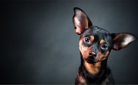 “生命之绳”-宠物牵引绳