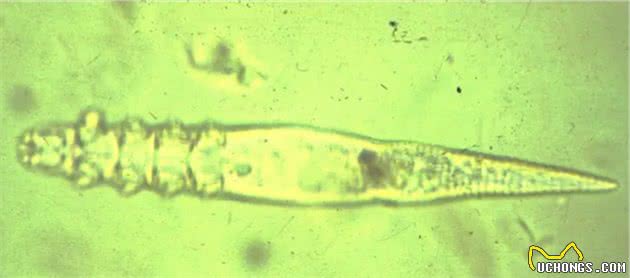 一文读懂：如何识别、治疗猫咪蠕形螨感染？