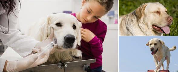 经验分享：如何养好一只拉布拉多犬