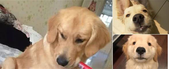 金毛挑食不吃狗粮怎么办？