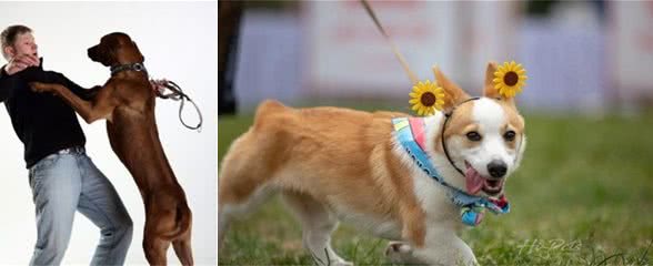 狗狗保护你的表现,你家都有,说明你“有福”了