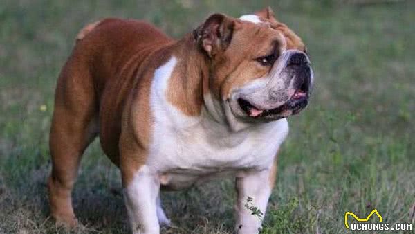 地球上10大笨狗，西施犬与北京犬均上榜，你养了吗？