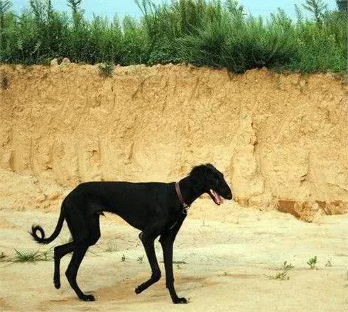 山东细犬和陕西细犬的区别在哪里？