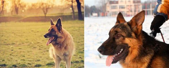 为什么德国牧羊犬要比马犬好？5个原因告诉你