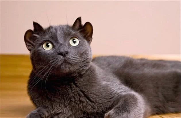 四耳猫因外形奇异被弃养,主人收养后巧手改造,如今众人抢着想养