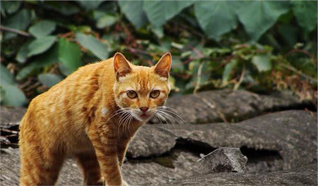 四耳猫因外形奇异被弃养,主人收养后巧手改造,如今众人抢着想养