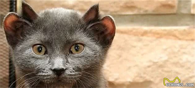 四耳猫因外形奇异被弃养,主人收养后巧手改造,如今众人抢着想养