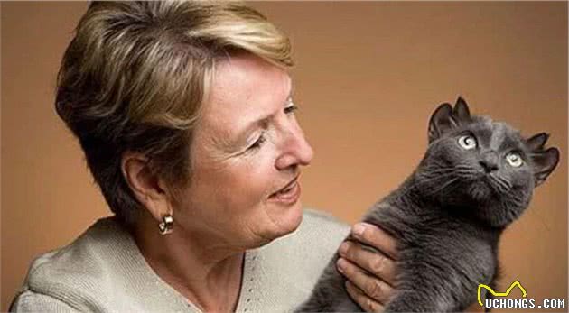 四耳猫因外形奇异被弃养,主人收养后巧手改造,如今众人抢着想养