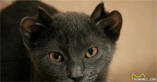 四耳猫因外形奇异被弃养,主人收养后巧手改造,如今众人抢着想养