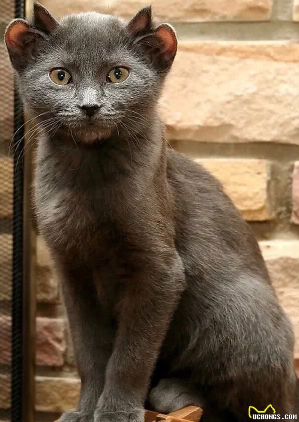 四耳猫因外形奇异被弃养,主人收养后巧手改造,如今众人抢着想养